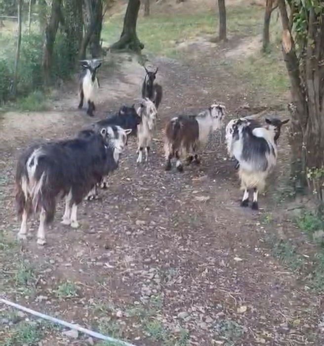 Animale de vânzare iezi de capră pentru tăiat foarte grași și buni la rotisor.