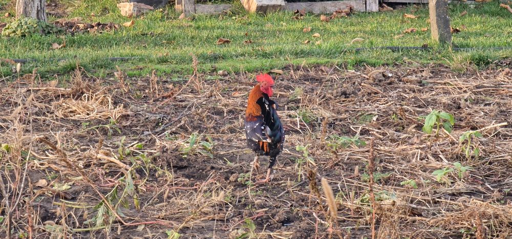 Vand cocosi americani