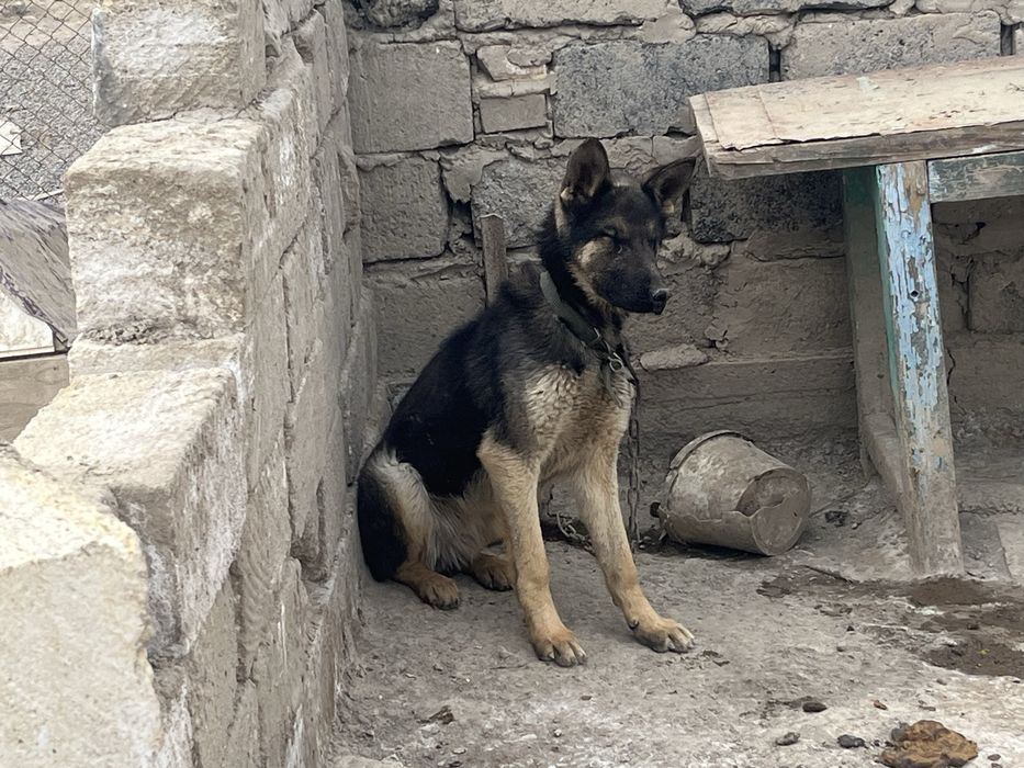 Овчарка сатылады