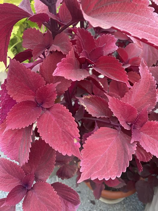 Укорененные черенки сортовых колеусов