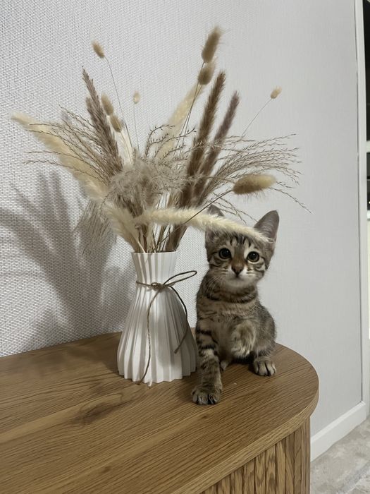 Котенок бесплатно