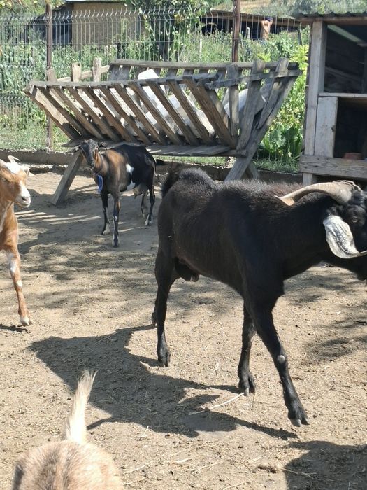 Tap anglonibian tanar