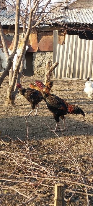 Продам дакан жужик