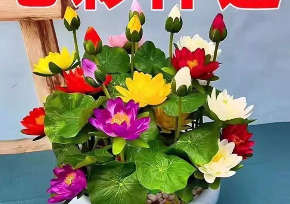 Seminte de lotus culoare mixta alb , bordo , pink