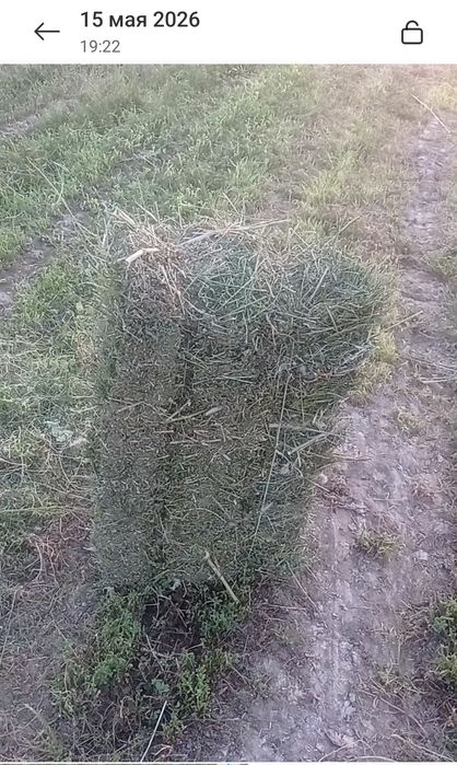 Тоза комкок к,Урук, беда пресс