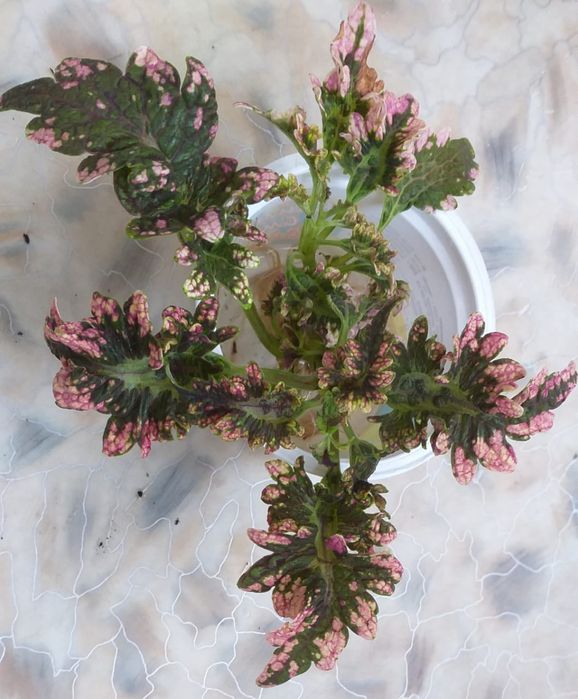 Комнатные, садовые цветы Колеусы