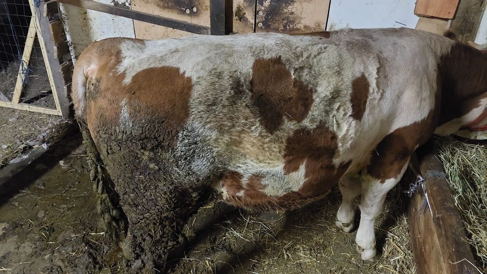 Tauras de vinzare 330kg