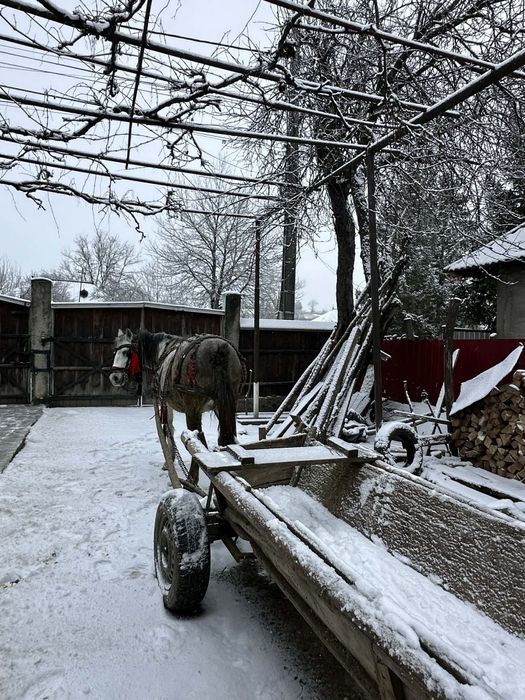 Vând Iapa mai multe detalii la telefon