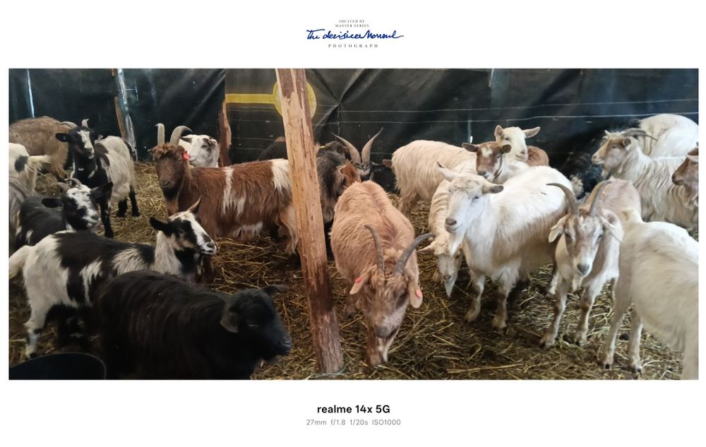 Vând capre gestante