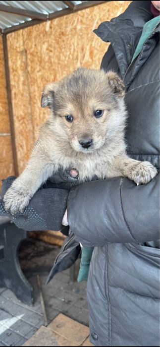 Щенки отдаем в добрые руки бесплатно