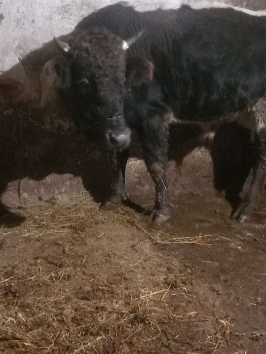 De vânzare taur de 1 an