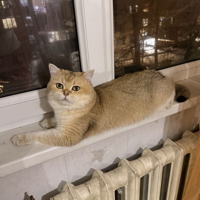 Кот  Золотой  Шиншилла NU 12 чистокровный британец