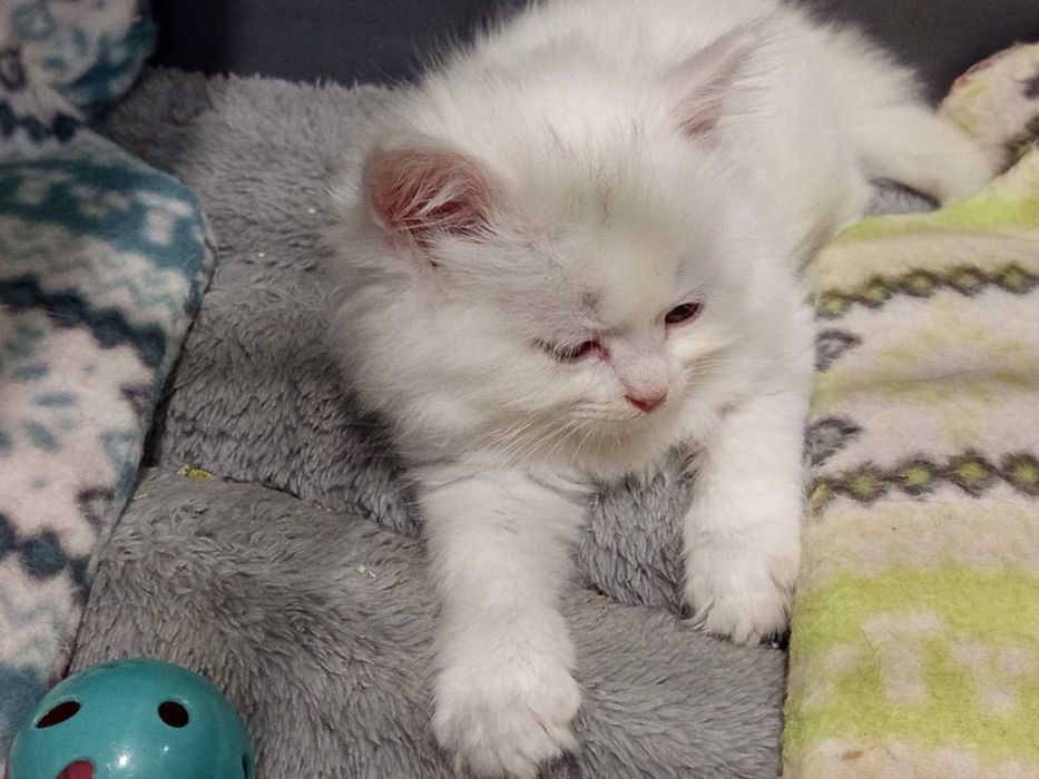 Полуперсийски котенца