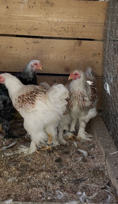 Brahma  somon si white gold