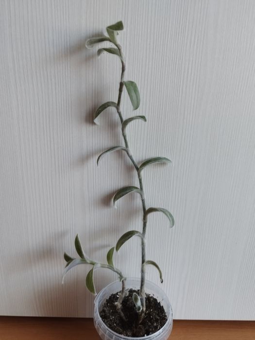 Продам комнатные растения