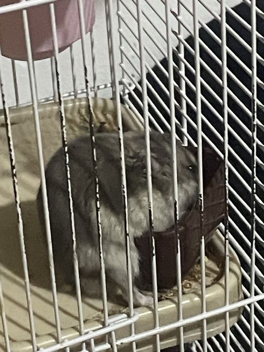 Отдам хомяка даром