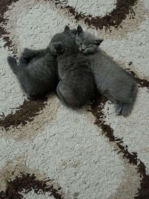 Продам британских котят