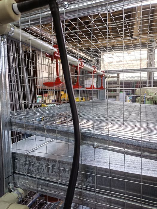 Яйца от пъдпъдъци оплодени , клетки за пътпъдъци