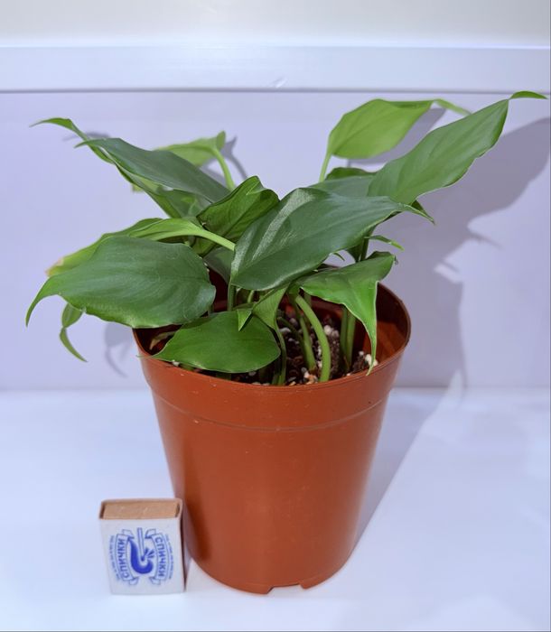 Аглаонема, комнатные растения, комнатные цветы