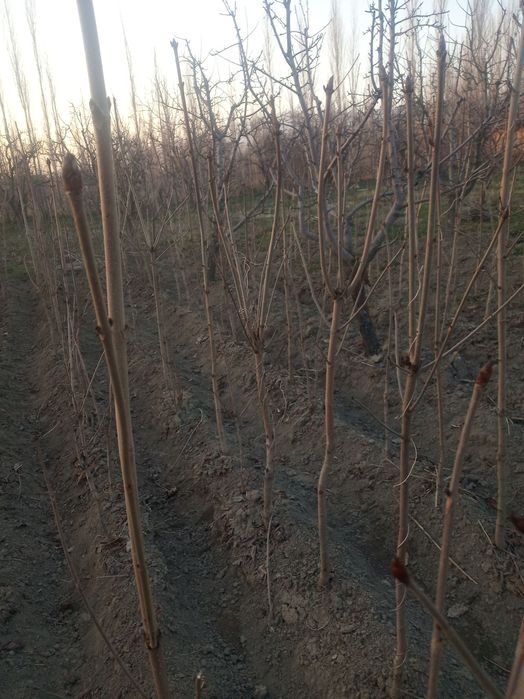 Manzarali kashtan koʻchatlari