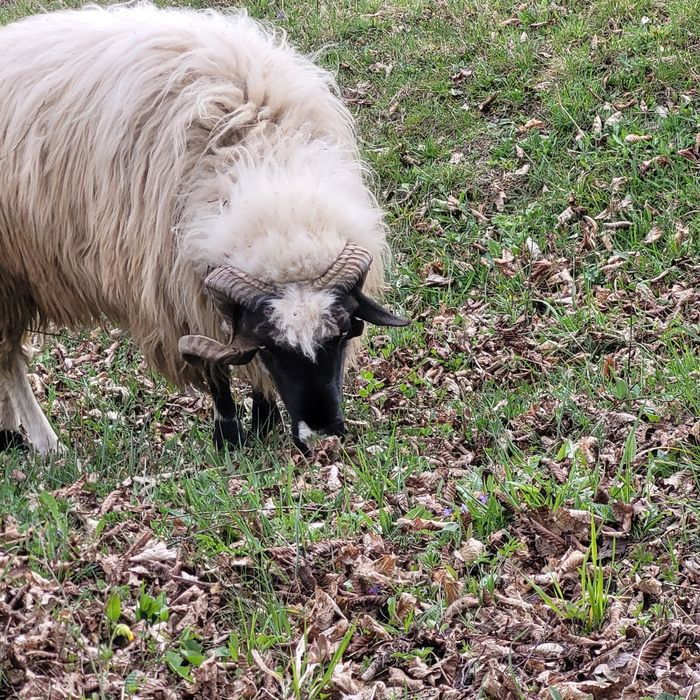 Vând berbec cu nasul alb și o oaie breaza