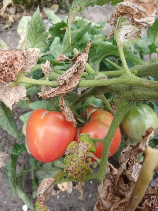 Продам домашние помидоры