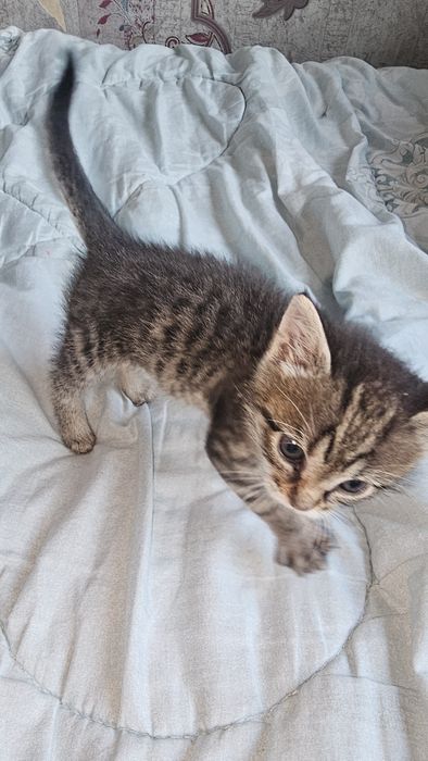 Отдам котенка девочка