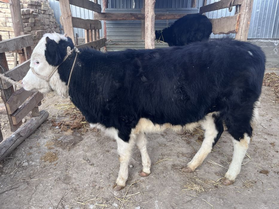 Бир жасар кара ала кашар