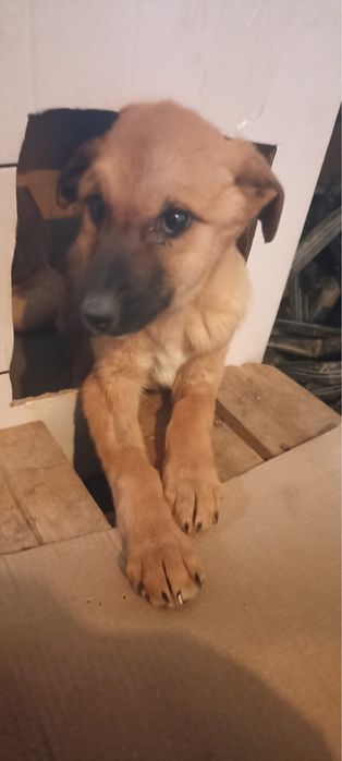 Отдаем два щенка