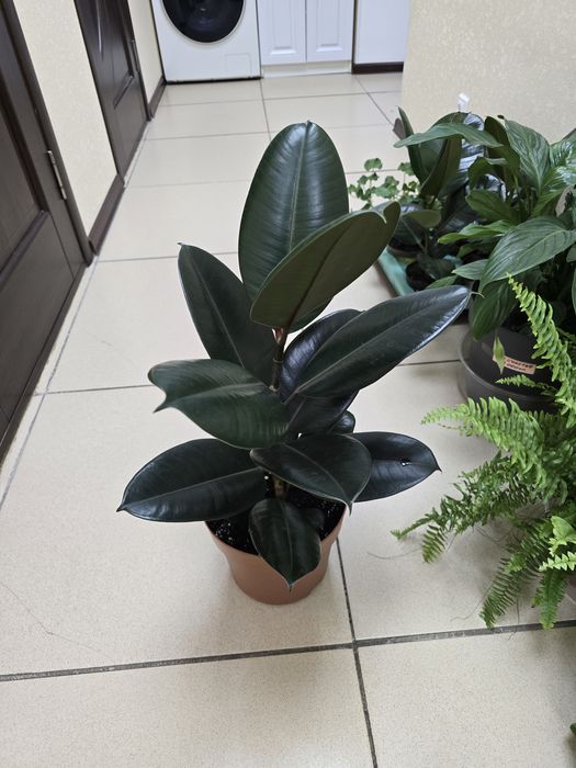 Продам комнатные цветы