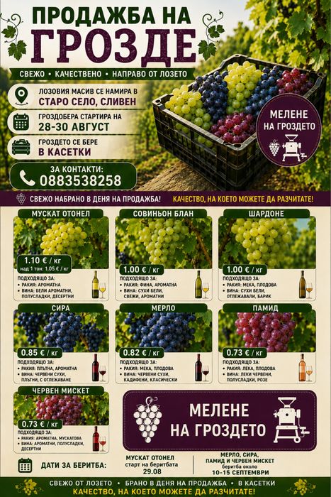 Продавам грозде Мускат отонел , мерло, сира , памид , Мискет и др