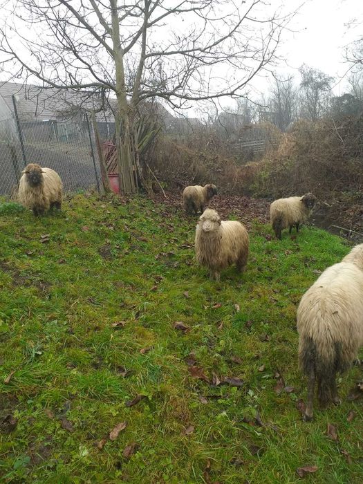 Vând 13 oi, pret 750 bucata, negociabil