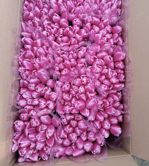 Премиальные Пионовидные Тюльпаны !!