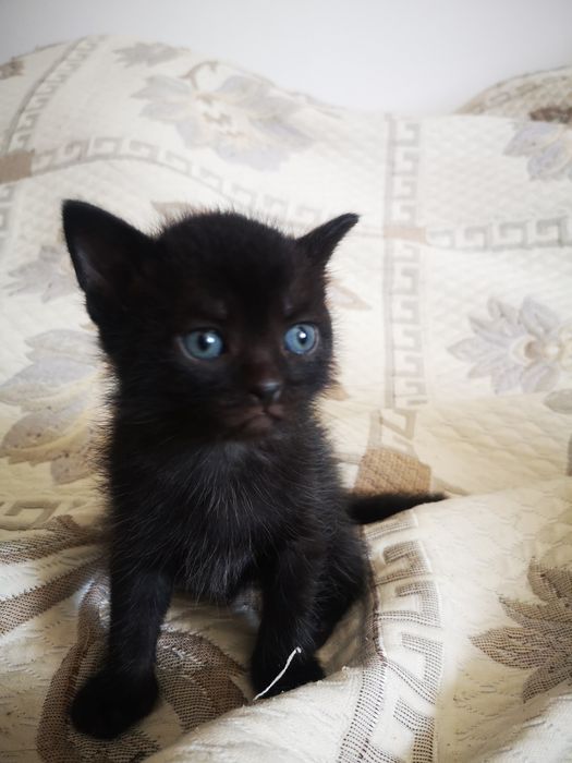 Мальчик Черныш котенок