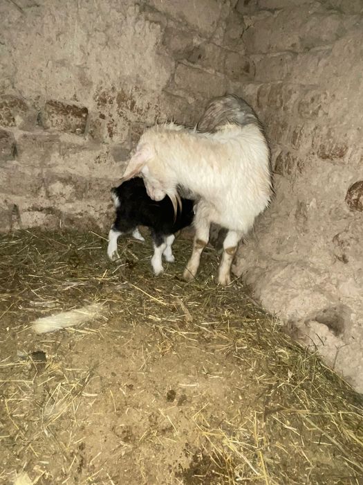 Сүтті Ешкілер сатылады