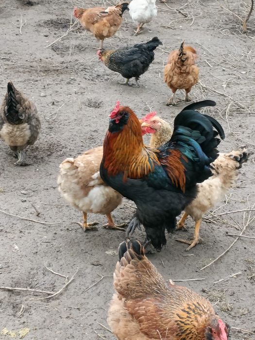 Vând Cocoși tineri