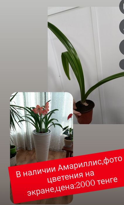 Амариллис:2000 тенге