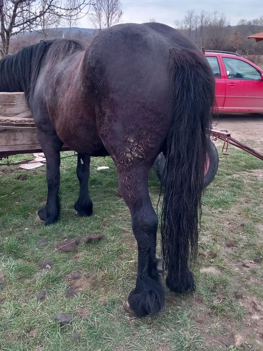 Vând mânza de 2 ani