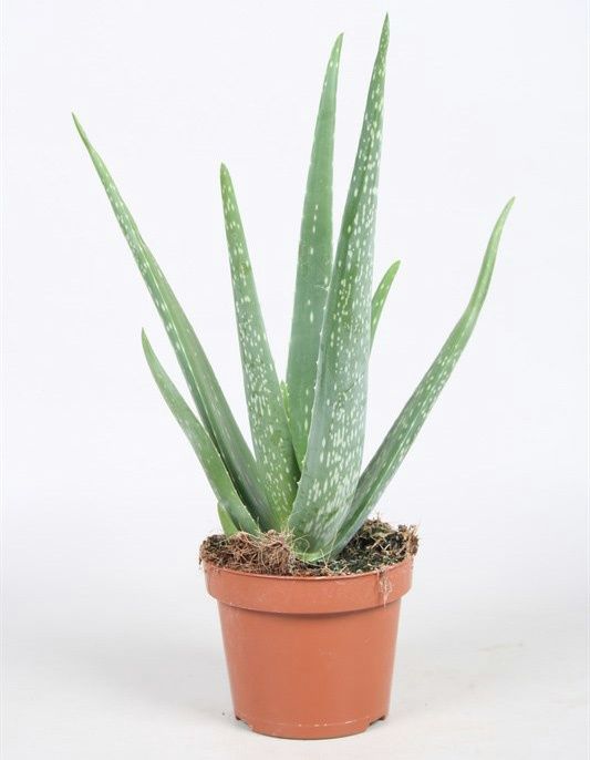 Алоэ вера усимлиги