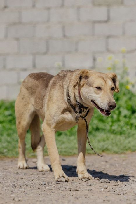 Мальчик Вертолет ищет дом!