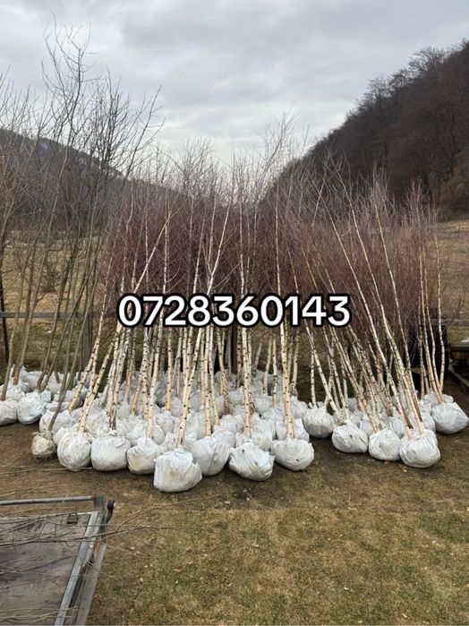 Mestecan alb-transpot gratuit oriunde in țara