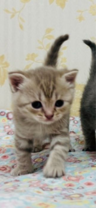 Продаётся мальчик Скотиш Страйт