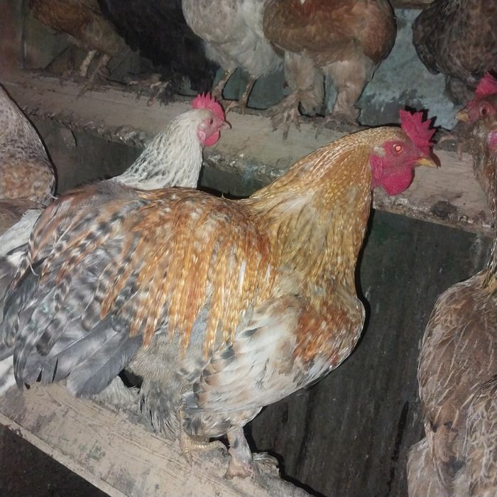 Продам петухов...