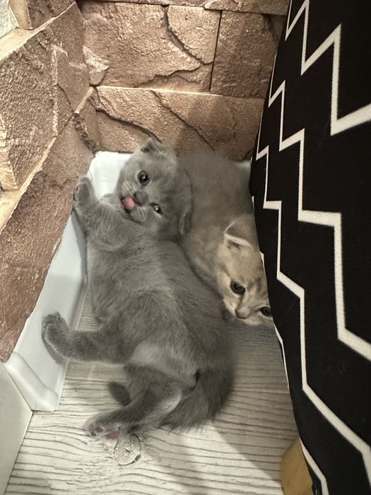 Котята веслоушки