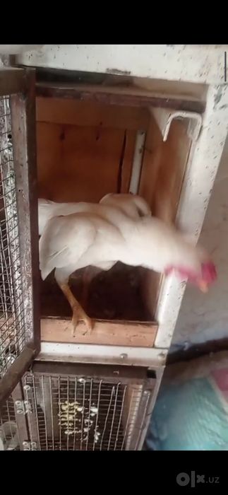 ок ко шамолар сотилади