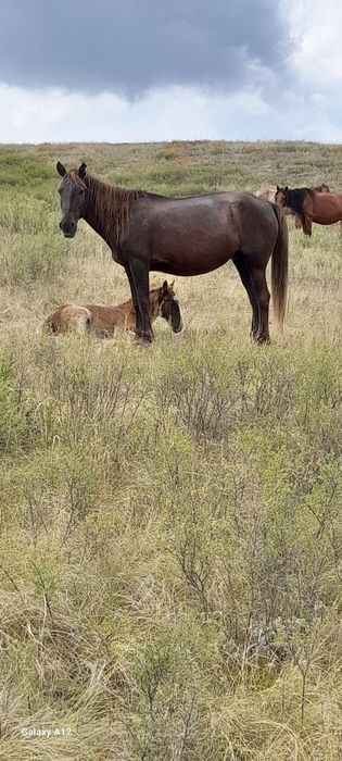 Кобылы с жеребятами