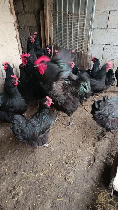 Инкуб. Яйца Джер. Гигант