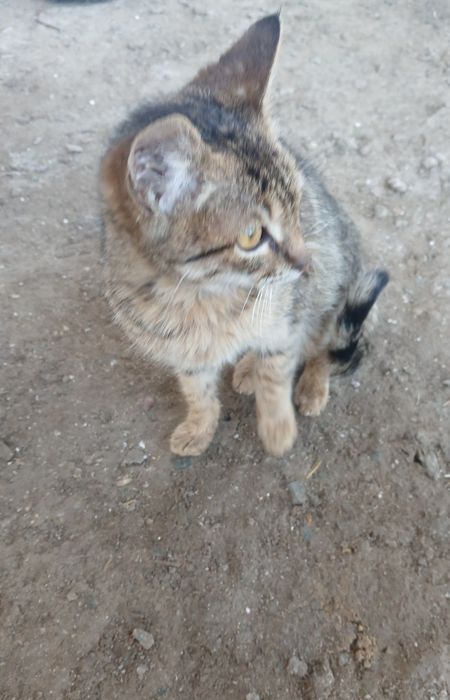 Еркек пышык бар. Бесплатно