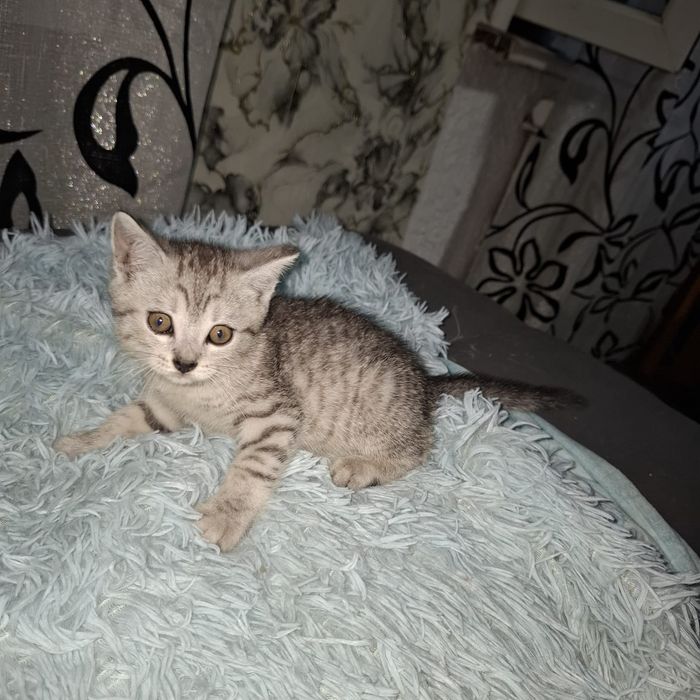 Отдам котёнка в добрые руки