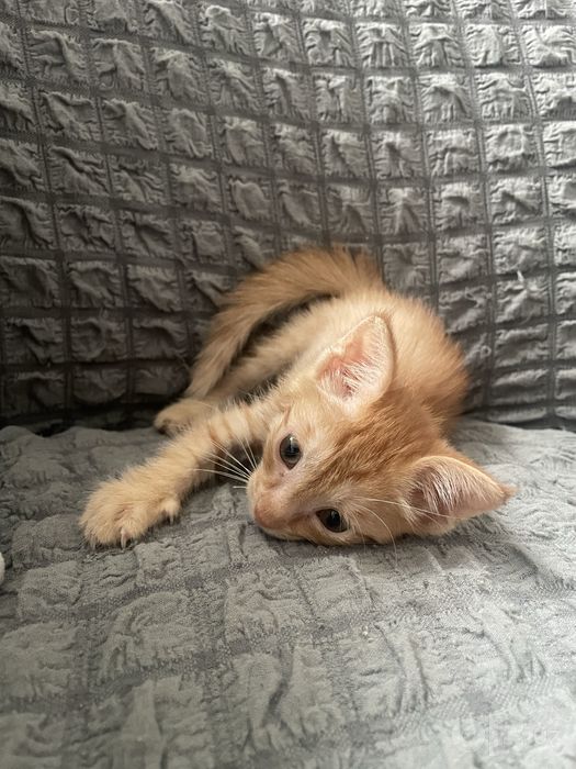 Отдам котенка в добрые руки
